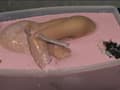 Alginate001