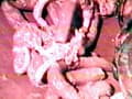 女腹切り作品集3 乗馬服女腹切り