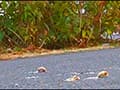 「カタツムリ踏んだー！」生き物を踏み潰し喜ぶ妖精たち