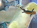 長身スレンダー女性のカカトで頭を踏み潰されるイモリ！