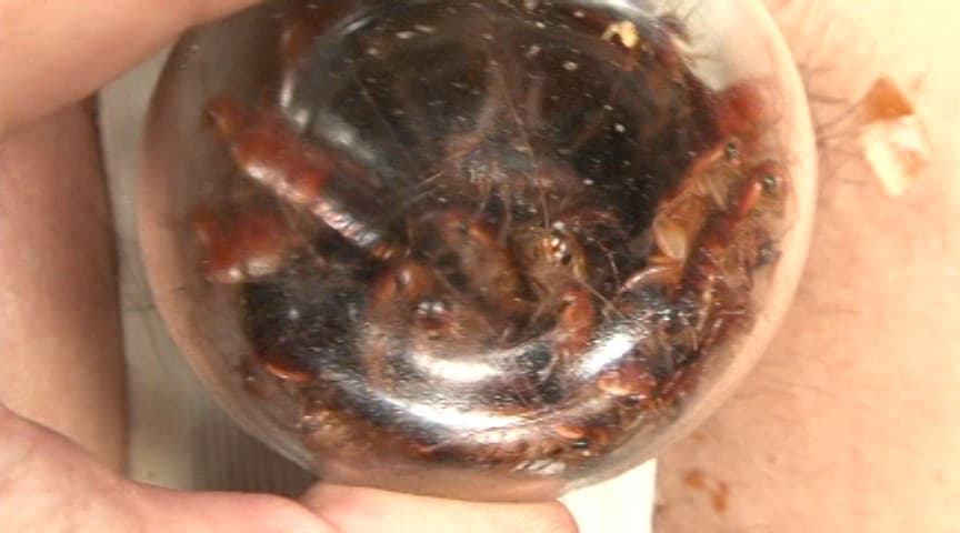 蜚蠊に難い雌襞と○蝕に斑液