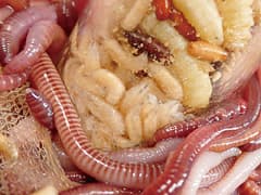 蛆蟲に嗅い○淫と泥獣に駭然