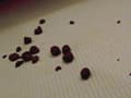 懇願！正座うんこ5
