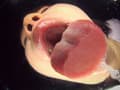 バーチャルベロキッス