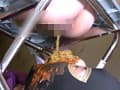 プライベートプレイ GOLD VOL.40 大量黄金完全完食40