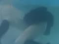 猛暑の涼しみ