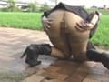 【動画】奈落の深窓令嬢 家畜人への零落 PART6