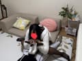 生まれながらの電気アンマの達人まりこちゃん！