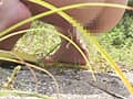 九十九里海岸岩場野ション淫撮1