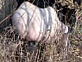 ウンコブリブリ