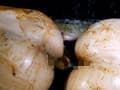 糞接吻 志摩ことり 前多まこ