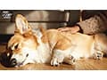 犬目線で美人主人とSEX！私は夫に内緒で従順なペットを飼っています-寂しい巨乳若妻のナマ交尾と飼育愛- 菊乃らん