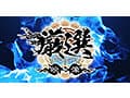 ホイホイロード10 ～素人ホイホイZの軌跡～全員王道美少女！全員むっつり大爆発！厳選映像VS未公開映像清楚＆淫乱 二刀流No.1決定戦！激カワ20人 熱盛ベスツ11時間ハメ撮り・個撮・ワンナイト・マッチングアプリ・SNS・潮吹き・顔射・ドキュメント・素人・痴女