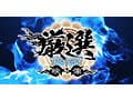【720分19名】 ホイホイロード12 グラマラス美女No.1決定戦 THE W ～厳選＆未公開～ 素人ホイホイの上玉素人達の中から一番絶倫マ●コ‘ドスケベ女王‘が決まる！ ハメ撮り・個撮・ワンナイト・マッチングアプリ・SNS・顔射・素人・カップル・宅飲み・巨乳・痴女・潮吹き