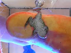 すみれ様の生ストッキングがカエルを踏み潰す!