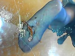 長身スレンダー女性のカカトで頭を踏み潰されるイモリ!